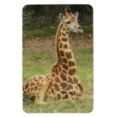 Magnet Flexible La faune de Giraffe (Vertical)