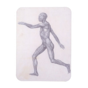 Magnet Flexible La figure humaine, vue latérale, de la série 'A