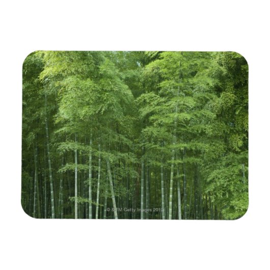 Magnet Flexible La forêt de Bamboo (Horizontal)