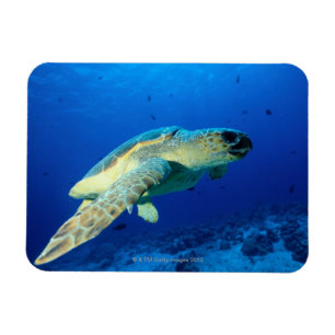 Magnet Flexible La Grande barrière de corail, Australie 2