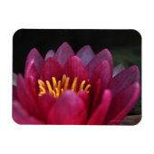 Magnet Flexible La Lys D'Eau (Horizontal)