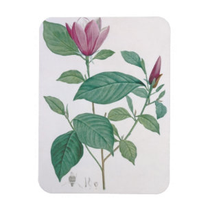 Magnet Flexible La magnolia se décolorent, gravé par Legrand