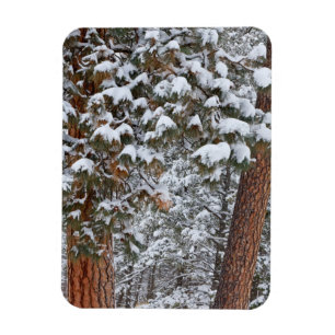 Magnet Flexible La neige remplit les branches des pins ponderosa