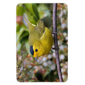 Magnet Flexible La Paruline de Cute Wilson sur le Grapevine (Vertical)