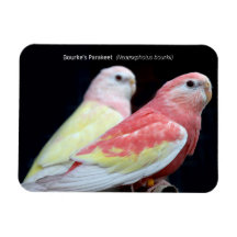 La perruque de Rubino Bourke