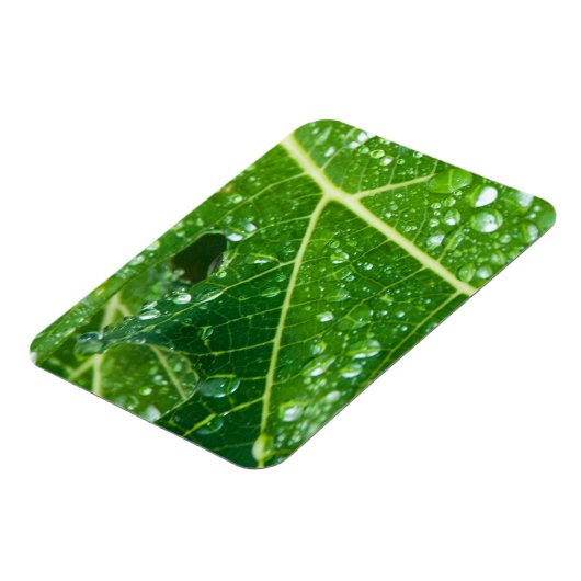 Magnet Flexible La pluie tombe sur la feuille de Papaya vert tropi (Côté Gauche)