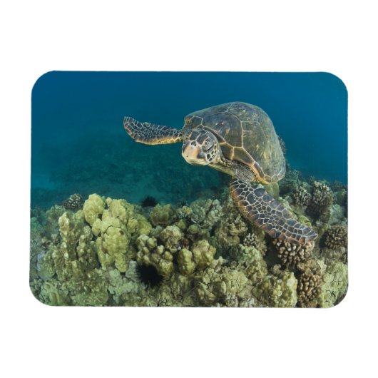 Magnet Flexible La tortue verte, (Chelonia mydas), est le (Horizontal)