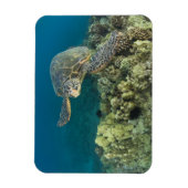 Magnet Flexible La tortue verte, (Chelonia mydas), est le (Vertical)
