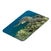 Magnet Flexible La tortue verte, (Chelonia mydas), est le (Côté Gauche)