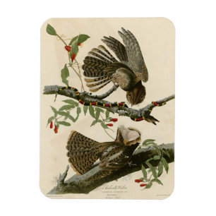 Magnet Flexible La veuve de Chuck-will - Les oiseaux d'Amérique d'