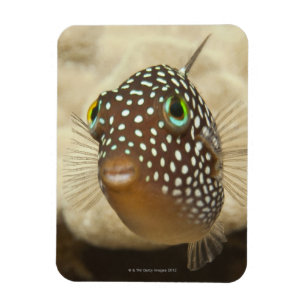 Magnet Flexible La vie sous-marine ; POISSONS :  Portrait en gros