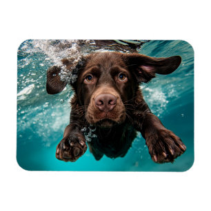 Magnet Flexible Labrador chocolat joueur nageant sous l'eau