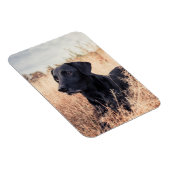 Magnet Flexible Labrador Noir En Graine Sèche (Côté Droit)