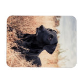 Magnet Flexible Labrador Noir En Graine Sèche (Horizontal)