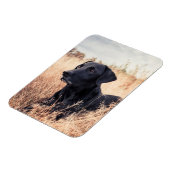Magnet Flexible Labrador Noir En Graine Sèche (Côté Gauche)