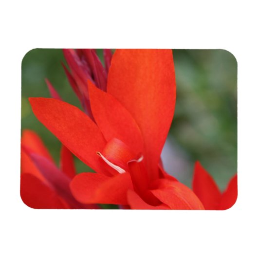 Magnet Flexible "Lady in Red" Rouge Canna Lily (Horizontal)