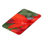 Magnet Flexible "Lady in Red" Rouge Canna Lily (Côté Gauche)