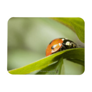 Magnet Flexible Ladybird sur la feuille, coccinelle sur la feuille
