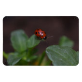 Magnet Flexible Ladybug (Horizontal)
