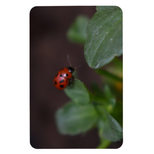 Magnet Flexible Ladybug (Vertical)