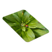 Magnet Flexible Ladybug (Côté Droit)
