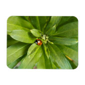 Magnet Flexible Ladybug (Horizontal)