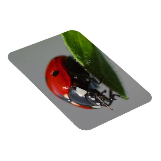 Magnet Flexible Ladybug sur la feuille (Côté Droit)