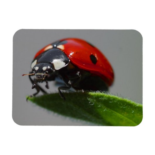 Magnet Flexible Ladybug sur la feuille (Horizontal)