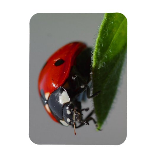 Magnet Flexible Ladybug sur la feuille (Vertical)