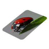 Magnet Flexible Ladybug sur la feuille (Côté Gauche)