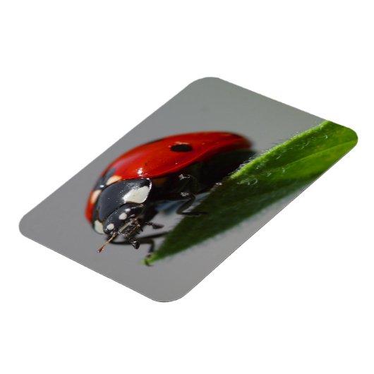 Magnet Flexible Ladybug sur la feuille (Côté Gauche)