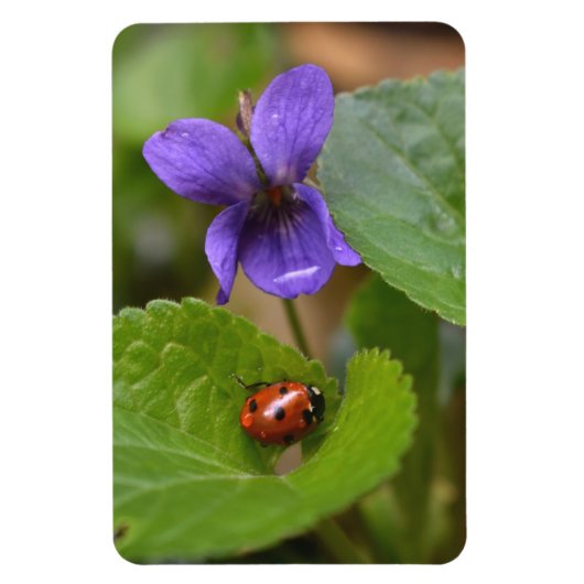 Magnet Flexible Ladybug sur les fleurs de violet doux (Vertical)