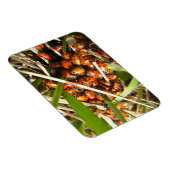 Magnet Flexible Ladybugs (Coccinellidae) (Côté Droit)