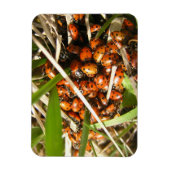Magnet Flexible Ladybugs (Coccinellidae) (Vertical)
