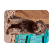 Magnet Flexible Lagotto Romagnolo Attend Par Une Porte Bleue (Horizontal)