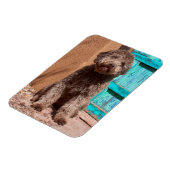 Magnet Flexible Lagotto Romagnolo Attend Par Une Porte Bleue (Côté Gauche)