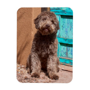 Magnet Flexible Lagotto Romagnolo attendant près d'une porte bleue
