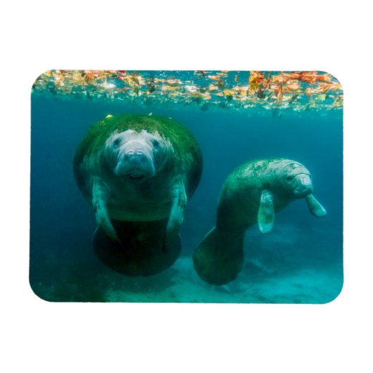 Magnet Flexible Lamantin mère avec son veau à Crystal River (Horizontal)
