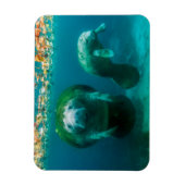 Magnet Flexible Lamantin mère avec son veau à Crystal River (Vertical)
