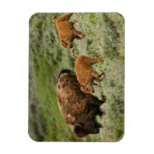 Magnet Flexible Lamar Valley Mini Stampede (Vertical)