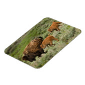 Magnet Flexible Lamar Valley Mini Stampede (Côté Gauche)