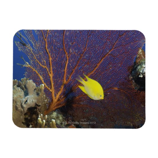 Magnet Flexible Lamelle au citron (Horizontal)