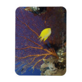 Magnet Flexible Lamelle au citron (Vertical)