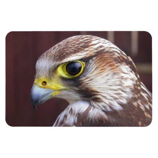 Magnet Flexible Lanner Falcon (Horizontal)