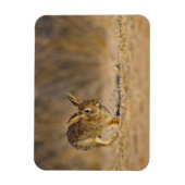 Magnet Flexible lapin à queue blanche sautant (Vertical)