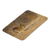 Magnet Flexible lapin à queue blanche sautant (Côté Gauche)
