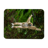 Magnet Flexible Lar Gibbon suspendu de l'arbre (Horizontal)