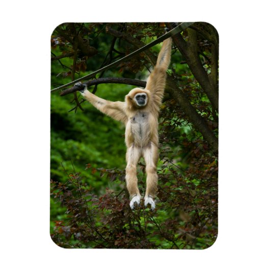 Magnet Flexible Lar Gibbon suspendu de l'arbre (Vertical)