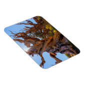 Magnet Flexible L'arbre sentinelle (Côté Droit)