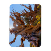 Magnet Flexible L'arbre sentinelle (Vertical)